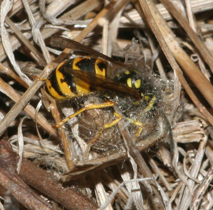 Espe terranzu: Vespula germanica (Hymenoptera, Vespidae)